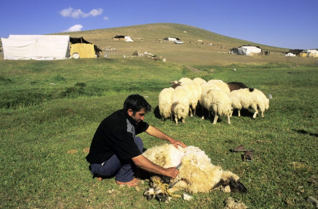 Ein kurdischer Schäfer im Kesis-Tal im türkischen Ostanatolien bei der Schafschur.  Foto: dpa/akg-images 